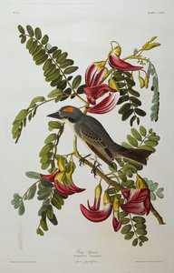 Tirano Gris. Rey Gris de John James Audubon