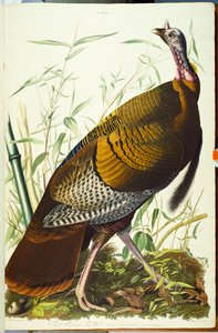 Gran Beck americano macho. Pavo salvaje