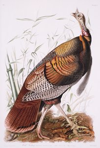 Gran gallo americano, o pavo salvaje