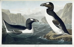 Alca gigante, 1836 de John James Audubon