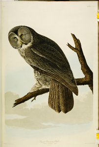 Gran búho ceniciento, de "Las aves de América"