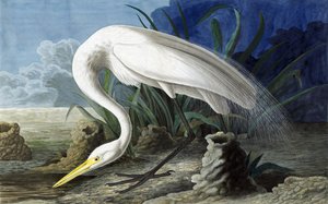 Garza grande, Casmerodius Albus, de "The Birds of America" por John J. Audubon, pub. 1827-38