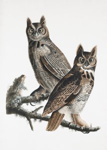  de John James Audubon