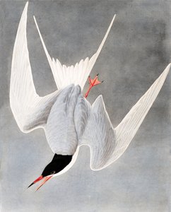 Charrán grande, Sterna Hirundo, de "The Birds of America" por John J. Audubon, pub. 1827-38 de John James Audubon