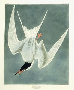 Gran Vuelta, Macho, Plumaje de Primavera, 1836 de John James Audubon