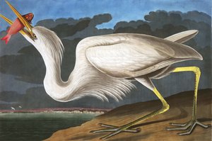 Garza blanca grande, Ardea Occidentalis, de "The Birds of America" por John J. Audubon, pub. 1827-38