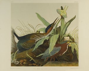 Garza verde, impreso por Julien Bien y publicado por Roe Lockwood & Son, 1861 de John James Audubon