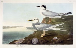 Charrán de Havell y Charrán de Trudeau, 1838 de John James Audubon