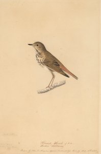 Zorzal Ermitaño, 1820