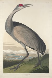 Grulla trompetera, 1835 de John James Audubon