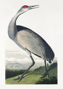  de John James Audubon