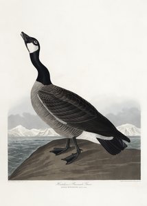  de John James Audubon