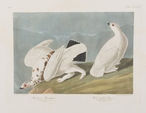 Ilustración de 