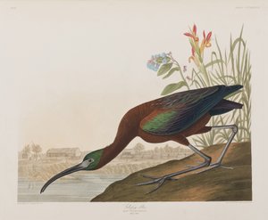 Ilustración de 