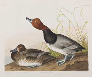 Ilustración de 