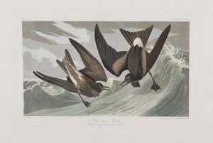Ilustración de 