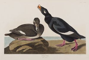 Ilustración de 