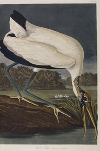 Ilustración de 