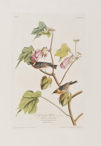 Ilustración de 