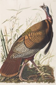 Ilustración de 