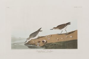 Ilustración de 