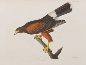 Ilustración de 