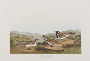 Ilustración de 
