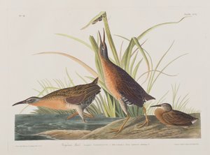Ilustración de 