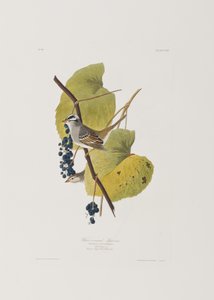 Ilustración de 