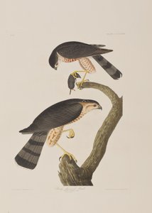 Ilustración de 