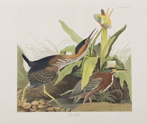 Ilustración de 