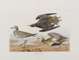 Ilustración de 