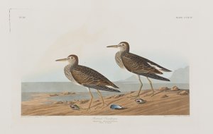 Ilustración de 