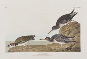 Ilustración de 