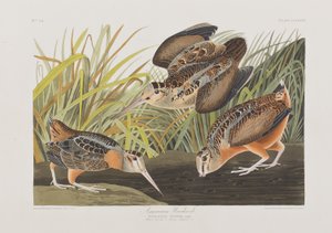 Ilustración de 