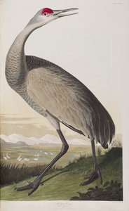 Ilustración de 