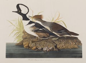 Ilustración de 