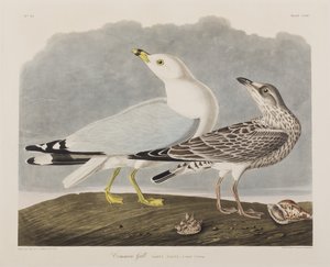 Ilustración de 