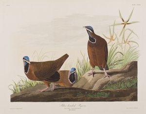 Ilustración de 