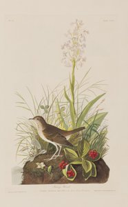 Ilustración de 