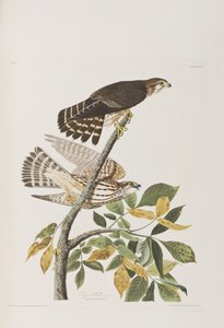 Ilustración de 