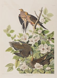 Ilustración de 