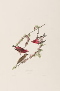 Ilustración de 
