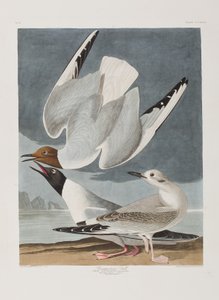 Ilustración de 