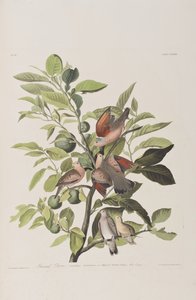 Ilustración de 