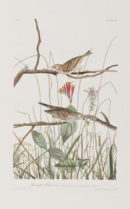 Ilustración de 
