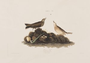 Ilustración de 