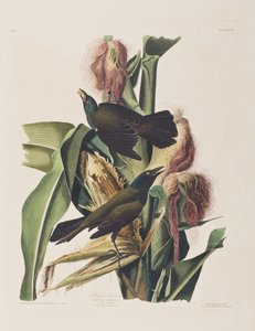 Ilustración de 