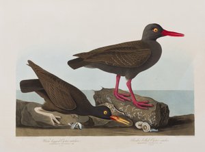 Ilustración de 