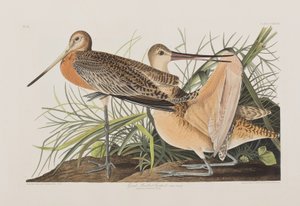 Ilustración de 
